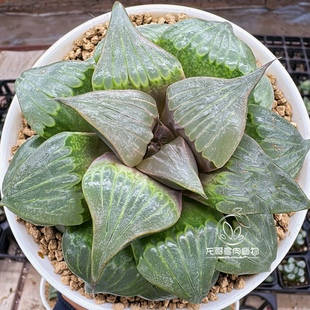 芭提雅 媚凤 母本 玉露十二卷 一物一拍 多肉植物盆栽 顺丰