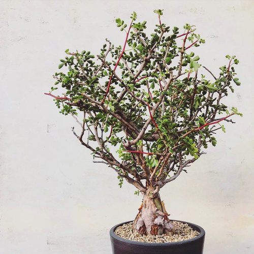 橡木漆树 Pachycormus discolor 块根多肉植物绿植盆栽