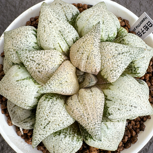 白拍子白银 密疣大型大窗瓷度高 玉露十二卷 多肉植物 一物一拍