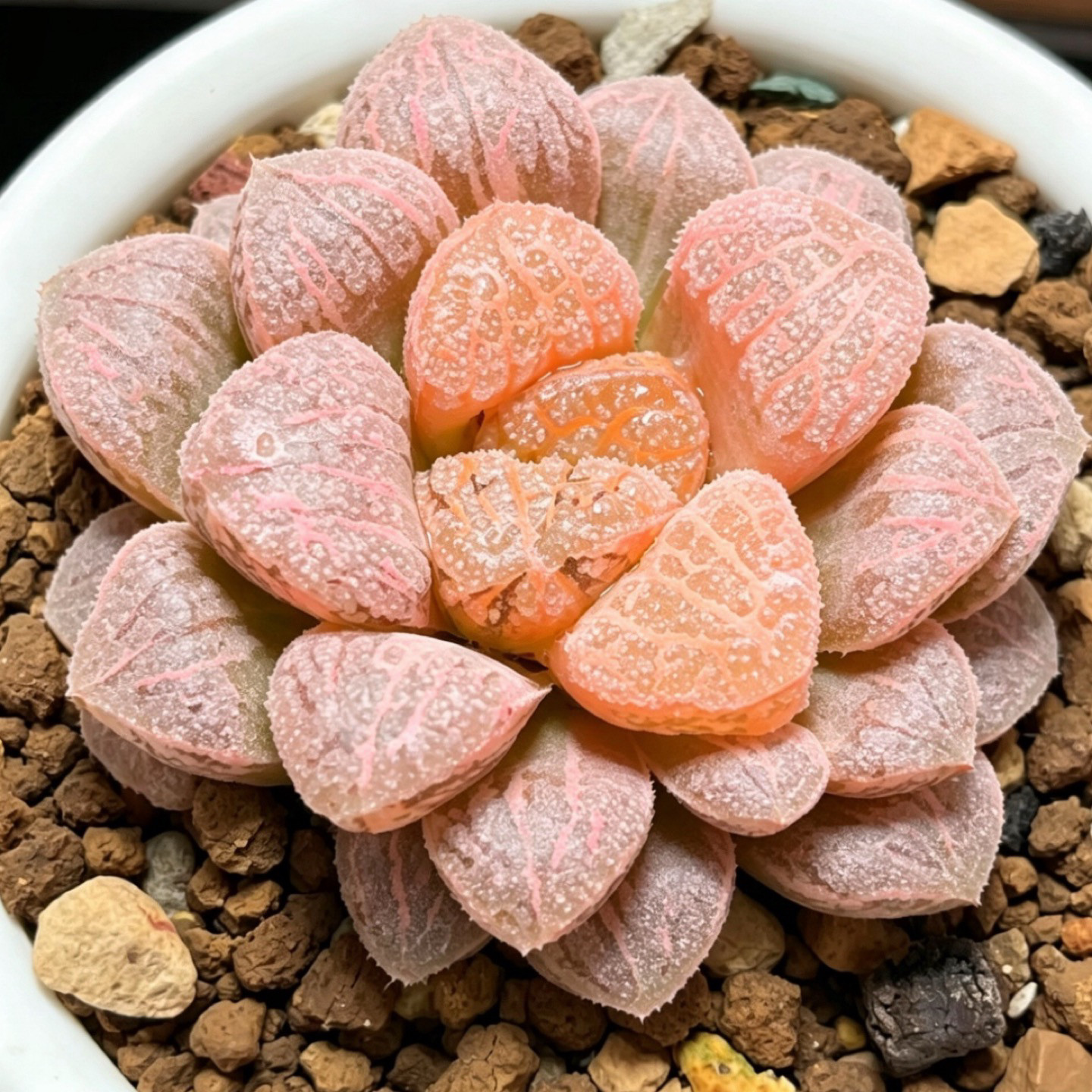 魔多寿锦 糊斑拉丝寿锦 玉露十二卷多肉植物一物一拍 - 实物图