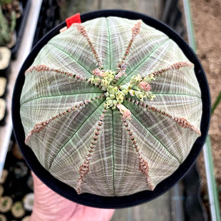 实生布纹球 Euphorbia obesa 块根多肉绿植盆栽 一物一拍