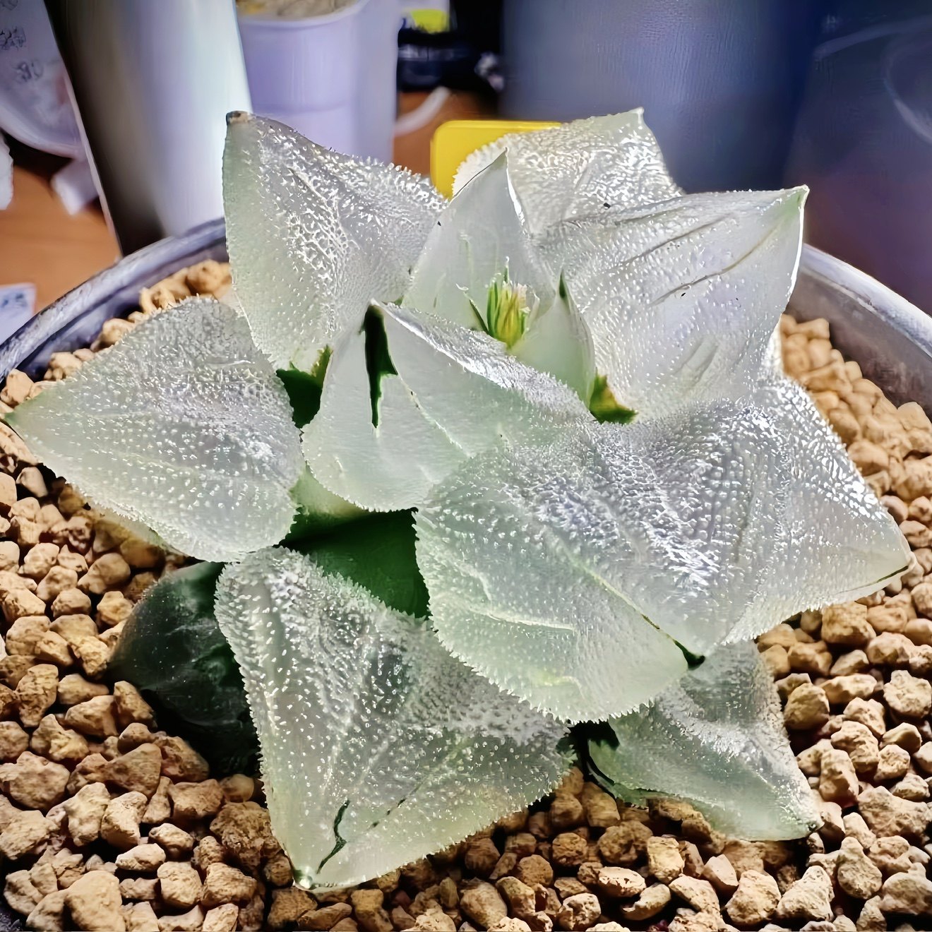 【顺丰】冰玉鸾 冰城实生背窗 玉露十二卷多肉植物盆栽 一物一拍