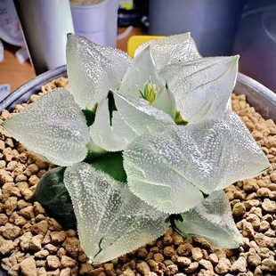 冰玉鸾 冰城实生背窗 玉露十二卷多肉植物盆栽 一物一拍