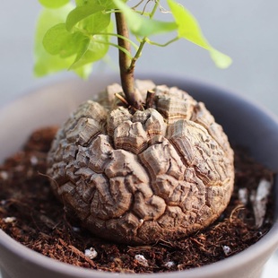 南非龟甲龙 爬藤块根 龙哥多肉植物绿植盆栽 一物一拍