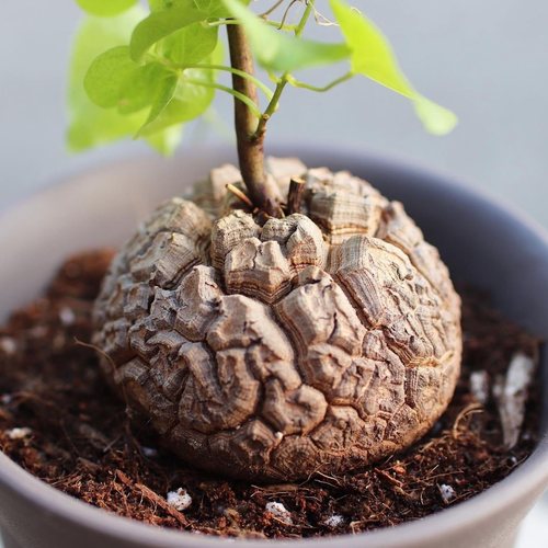 南非龟甲龙 爬藤块根 龙哥多肉植物绿植盆栽 一物一拍