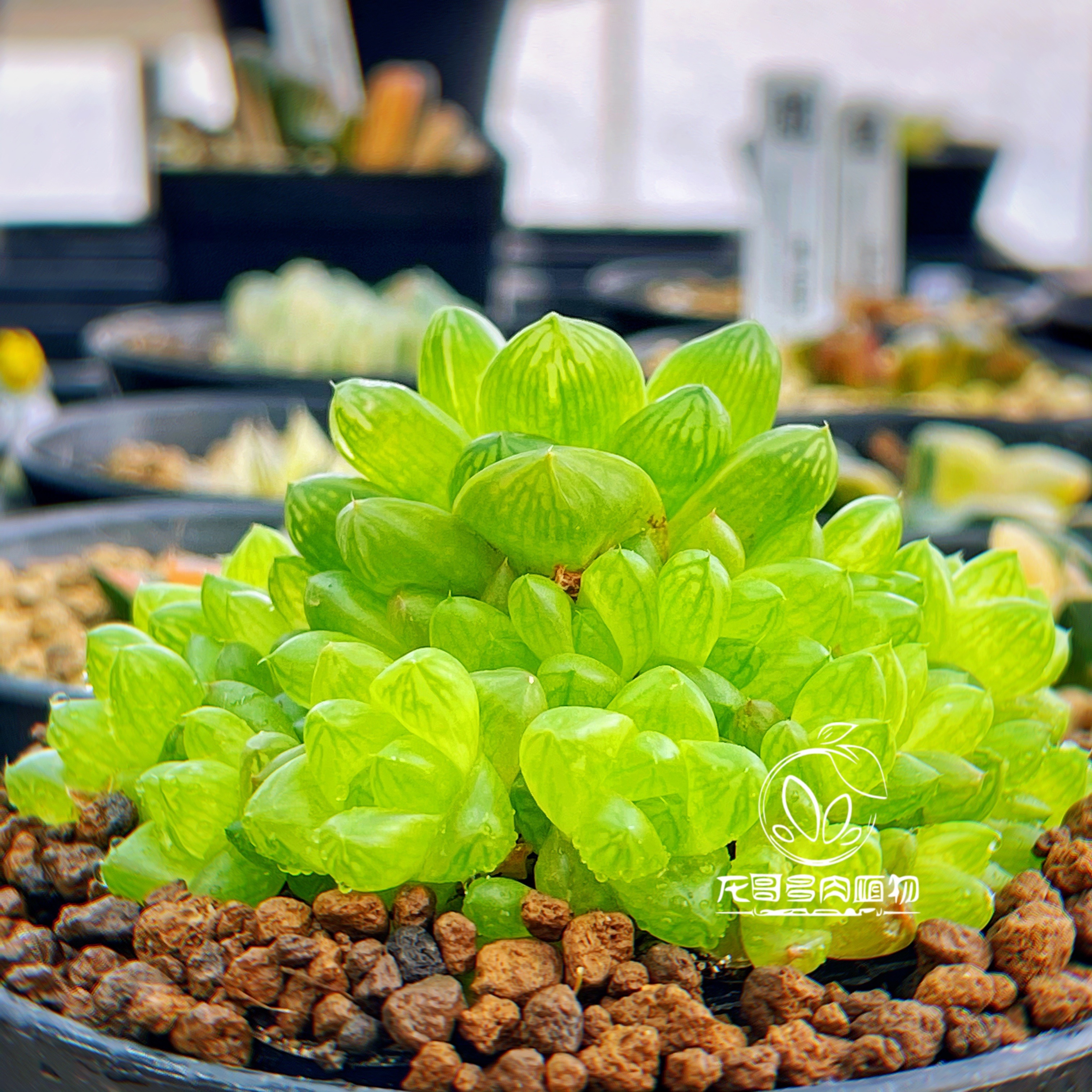 【顺丰】草玉露群 原始种玉露十二卷 多肉植物绿植盆栽 一物一拍