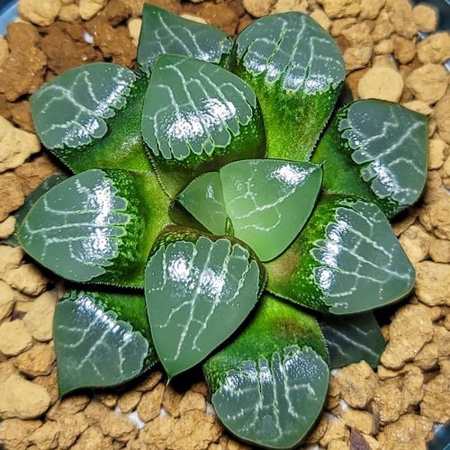 池田月影寿 玉露十二卷龙哥多肉植物 绿植盆栽 一物一拍