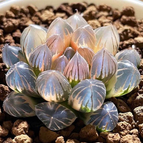 霓虹灯玉露锦 精品 极上斑糊斑 十二卷多肉 一物一拍