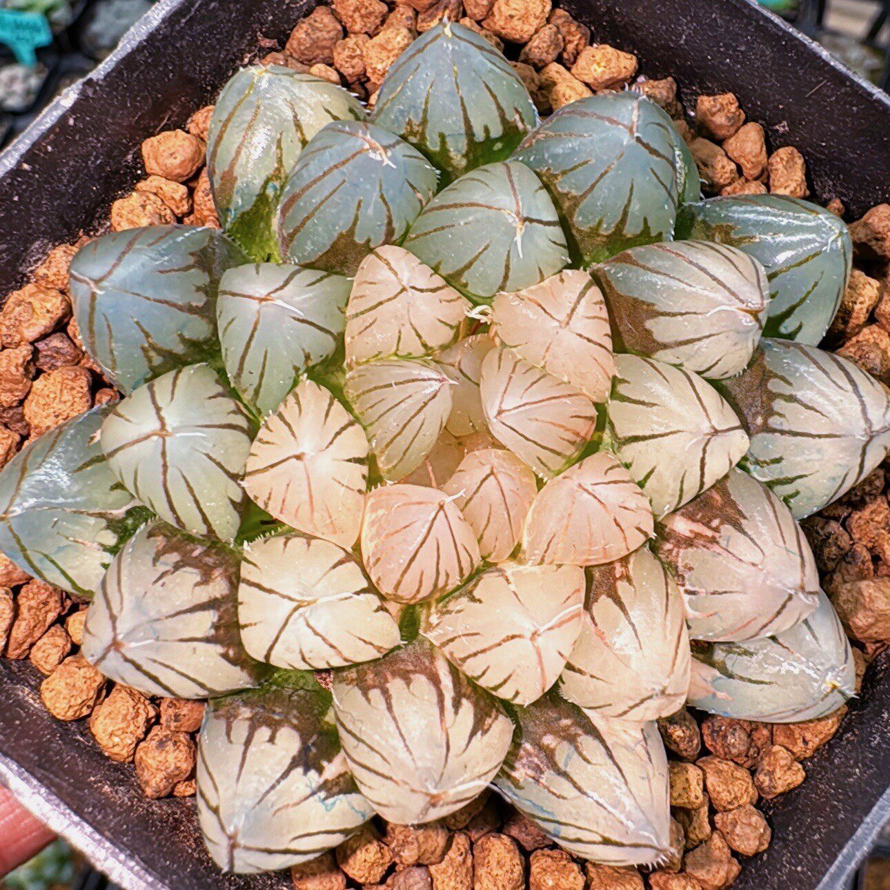 【顺丰】特价霓虹灯OM紫王龙爪冰灯玉露锦十二卷多肉盆栽一物一拍