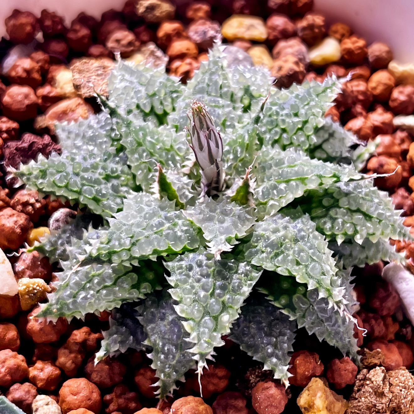 莫瑞莎 原始种气泡寿 玉露十二卷多肉植物盆栽 一物一拍