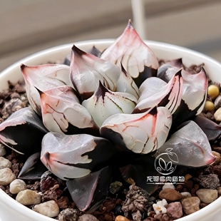 初恋 裹克实生背窗 玉露十二卷多肉植物盆栽 一物一拍