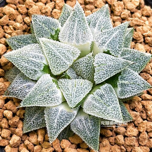 特毛羽 美吉磨面寿 玉露十二卷 多肉植物盆栽 一物一拍