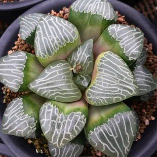 克里克特实生克 H.correcta 玉露十二卷多肉植物一物一拍