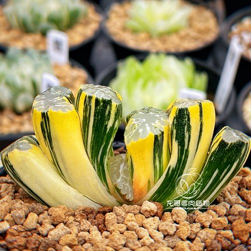 【顺丰包邮】北斋玉扇锦  玉露十二卷多肉植物 铭品大窗 一物一拍