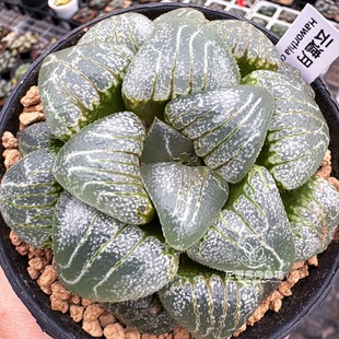 云遮月 克里克特 玉露十二卷多肉植物 绿植盆栽 一物一拍