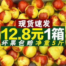 J3山东沾化冬枣新鲜水果5斤现摘当季水果整箱冬枣脆甜枣子新鲜