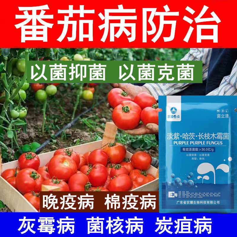 西红柿病毒病专用药杀菌剂晚疫黑杆病黄叶病卷叶枯萎病番茄病全