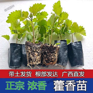广西藿香苗盆栽可食用新鲜香叶植物庭院阳台庭院种植五香叶鱼香草