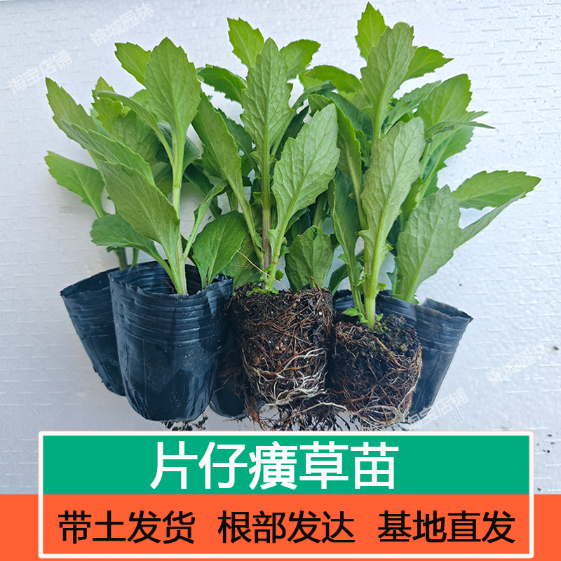 片仔癀草苗白凤菜煮水清炒榨汁漳州片仔癀榨甘蔗汁庭院盆栽四季,鲜花速递/花卉仿真/绿植园艺,绿植,淘宝优惠券,粉丝福利购,淘宝优惠卷