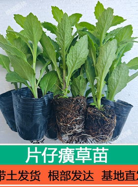 片仔癀草苗白凤菜煮水清炒榨汁漳州片仔癀榨甘蔗汁庭院盆栽四季
