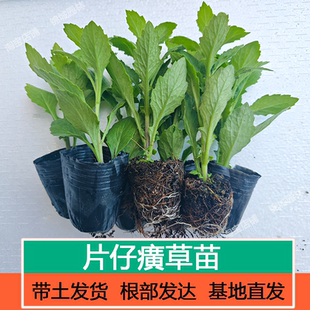 片仔癀草苗白凤菜煮水清炒榨汁漳州片仔癀榨甘蔗汁庭院盆栽四季