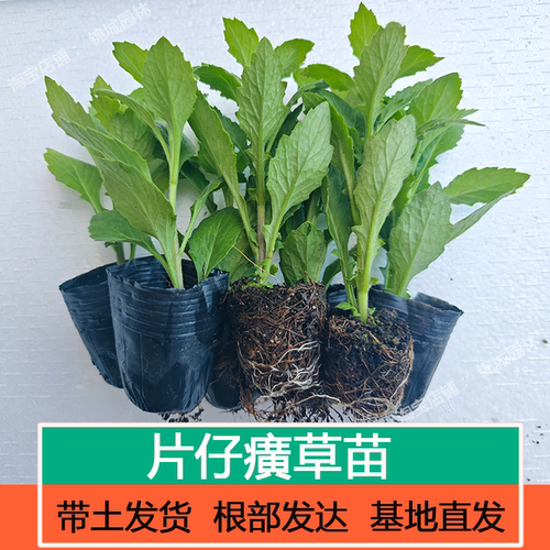 片仔癀草苗白凤菜煮水清炒榨汁漳州片仔癀榨甘蔗汁庭院盆栽四季