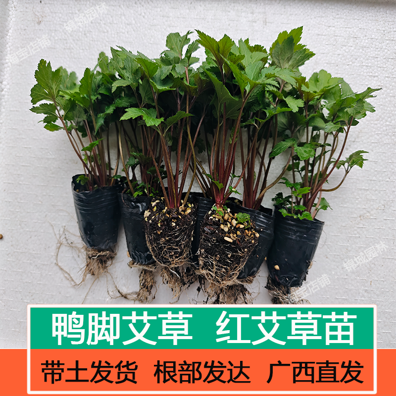 红艾苗潮汕珍珠菜真珠花菜食用红艾鸭脚艾白苞蒿调经带头泥新鲜