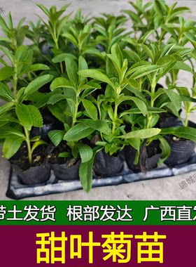 甜叶菊苗甜菊叶苗 阳台盆栽甜叶菊苗 甜叶菊幼苗 甜叶菊种苗食用
