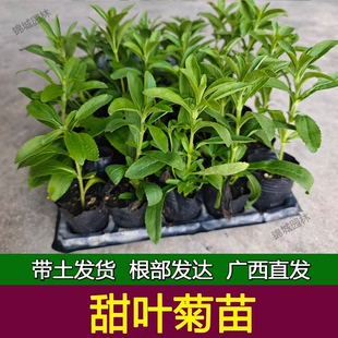 甜叶菊苗甜菊叶苗 阳台盆栽甜叶菊苗 甜叶菊幼苗 甜叶菊种苗食用