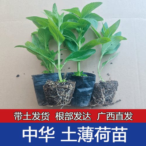 广西棵可食用清凉中华土薄荷苗留兰香薄荷驱蚊净化空气庭院物
