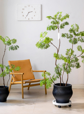 仿生植物羽叶福禄桐造景装饰盆景