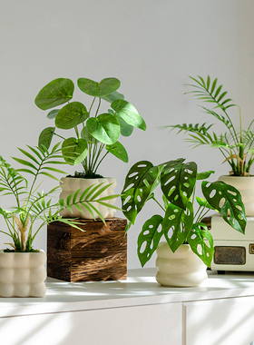 仿真绿植小盆栽桌面摆件奶油风