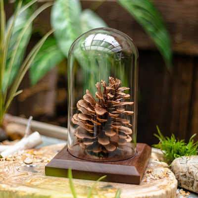 标本干花手办DIY玻璃罩展示盒