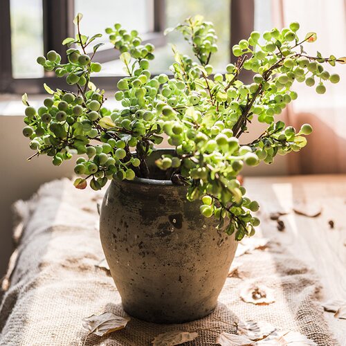 蔓越莓果实价格 蔓越莓果实图片 星期三