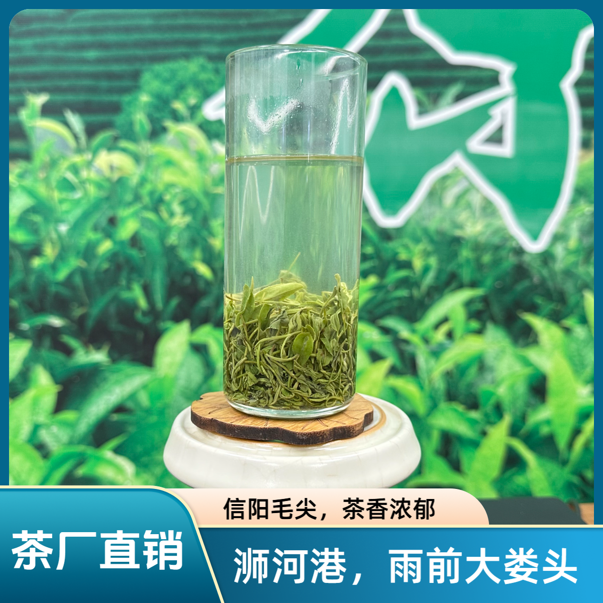 浉河港娄头 雨前信阳毛尖三级嫩芽浓香耐泡型一芽一叶实惠口粮茶