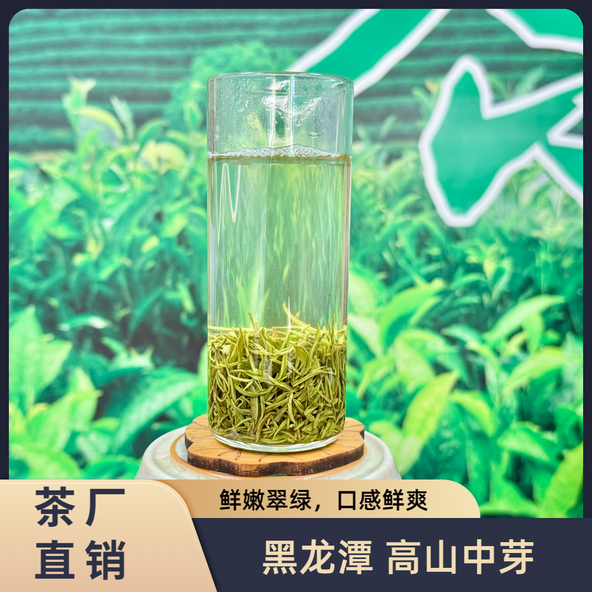 信阳毛尖绿茶 黑龙潭高山中芽 保证核心产区新茶雨前信阳毛尖100g