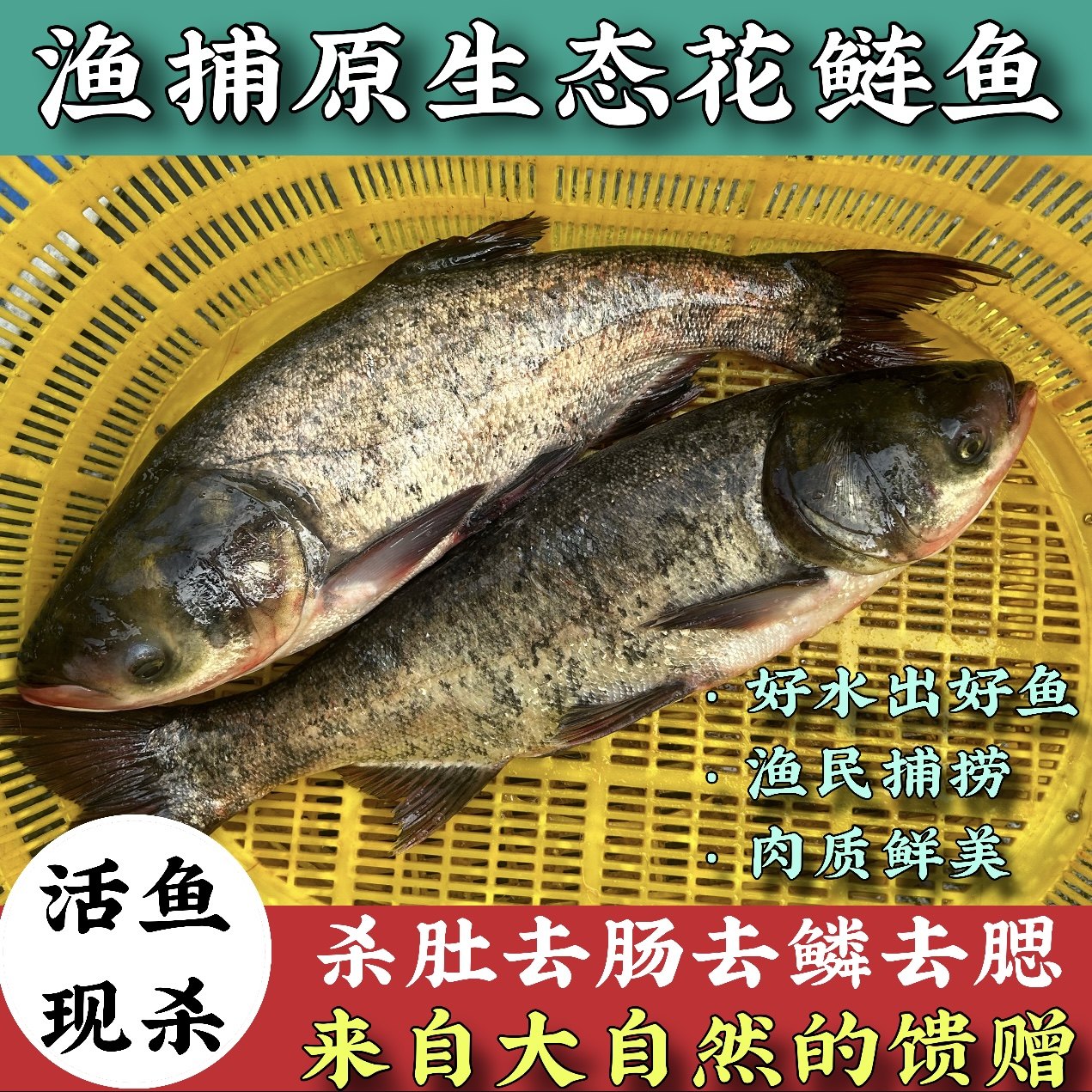 微山湖渔捕胖头鱼花鲢鱼头新鲜现杀淡水大鱼鲢鳙鲜活活体宰杀大鱼