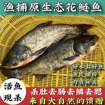 微山湖渔捕胖头鱼花鲢鱼头新鲜现杀淡水大鱼鲢鳙鲜活活体宰杀大鱼