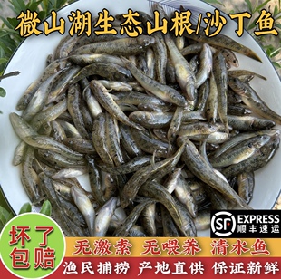 野养小黄鱼新鲜小石鱼山根鱼淡水小沙尖鱼速冻小河鱼山坑鱼笋壳鱼