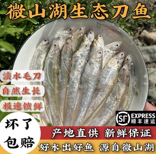 新鲜捕捞微山湖生态野养毛刀鱼凤尾鱼淡水鱼冷冻冰鲜饭店家庭
