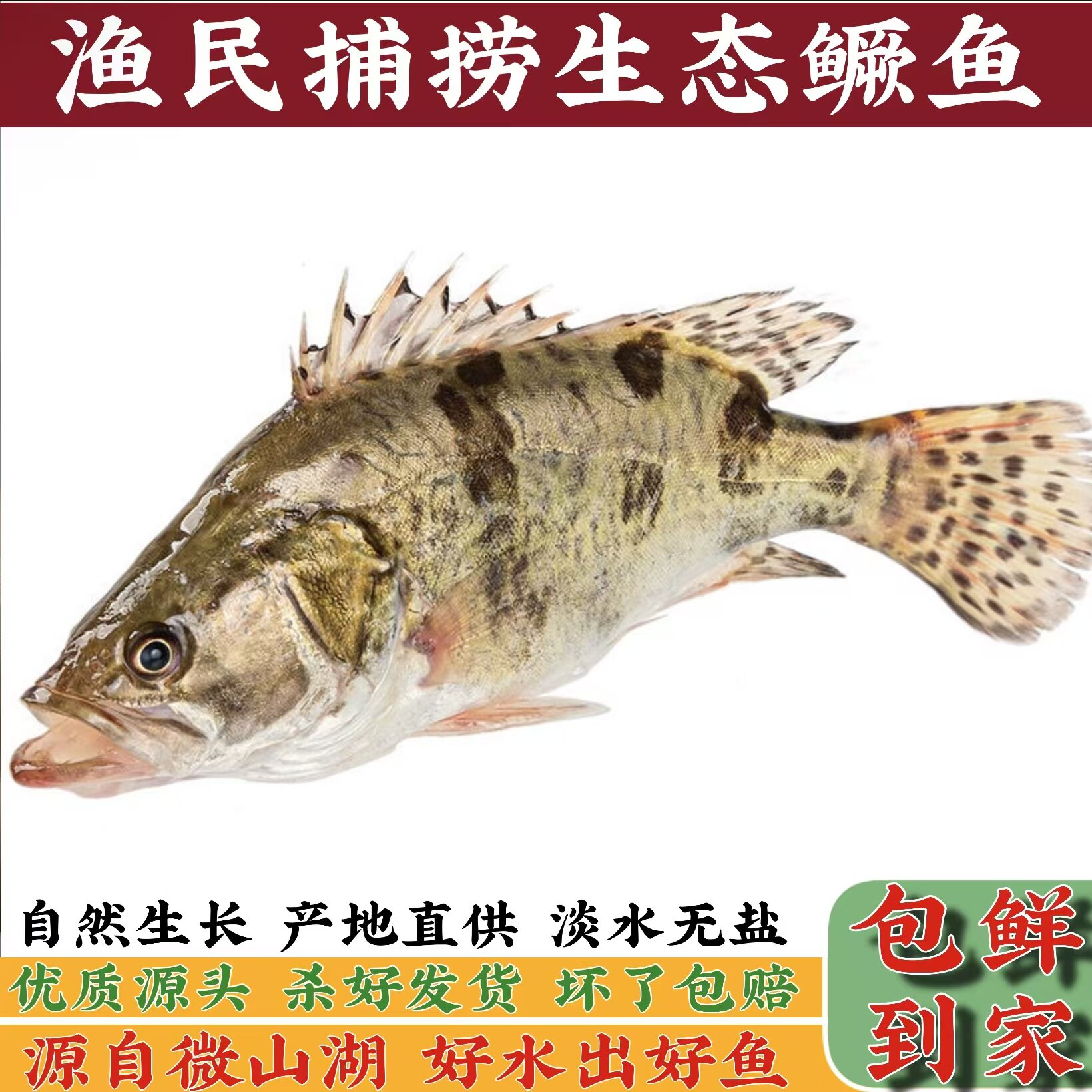 现捕鲜活生态桂鱼现杀新鲜鳜鱼鳌花鱼淡水鱼水产季花桂花鱼约500g