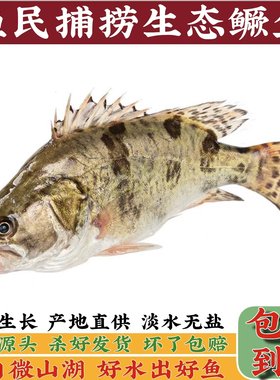 现捕现杀生态鳜鱼500g