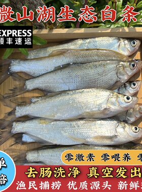小白条微山湖新鲜捞冷链