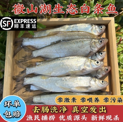 小白条微山湖新鲜捞冷链
