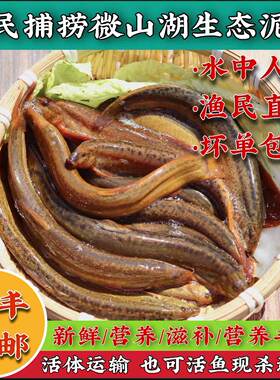 泥鳅淡水湖活体发土食用滋补