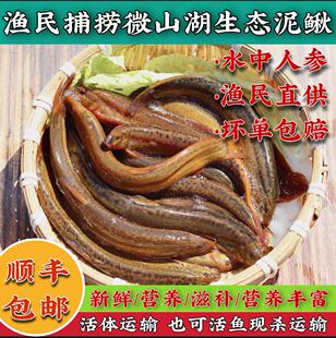泥鳅野淡水湖活体鲜活青鳅黄鳅现杀活发土食用滋补送礼孕妇炖汤