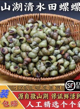 新鲜野养田螺鲜活石螺不剪尾