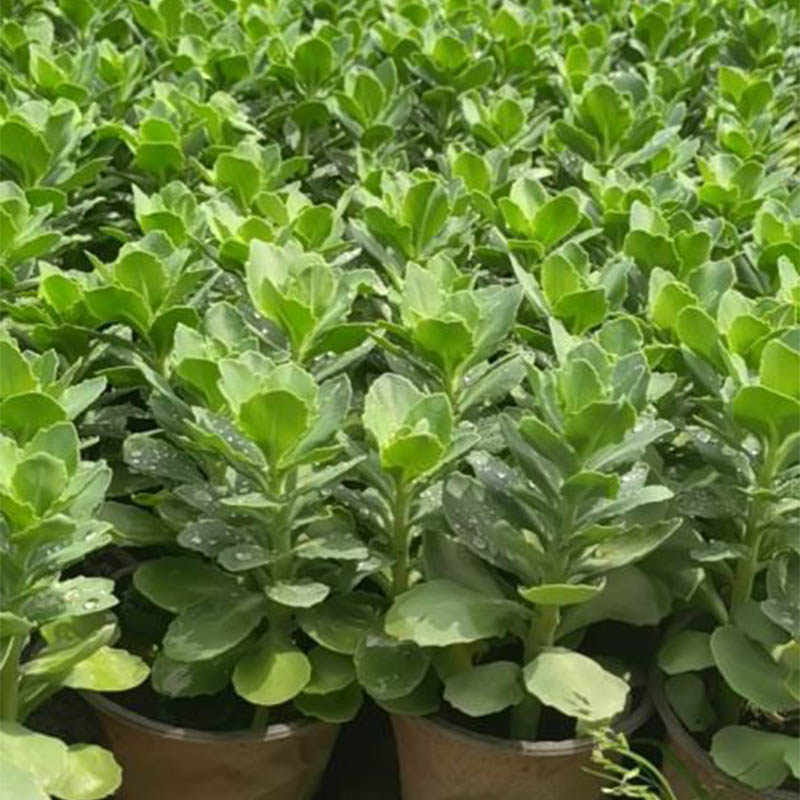 八宝景天盆栽花苗室内驱蚊植物四季好养活止痒庭院花卉绿植 - 实物图
