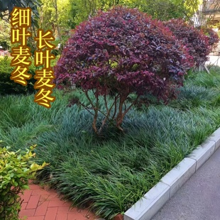 矮麦冬草苗日本玉龙草耐寒耐旱别墅庭院小区园林绿化植物细叶麦冬