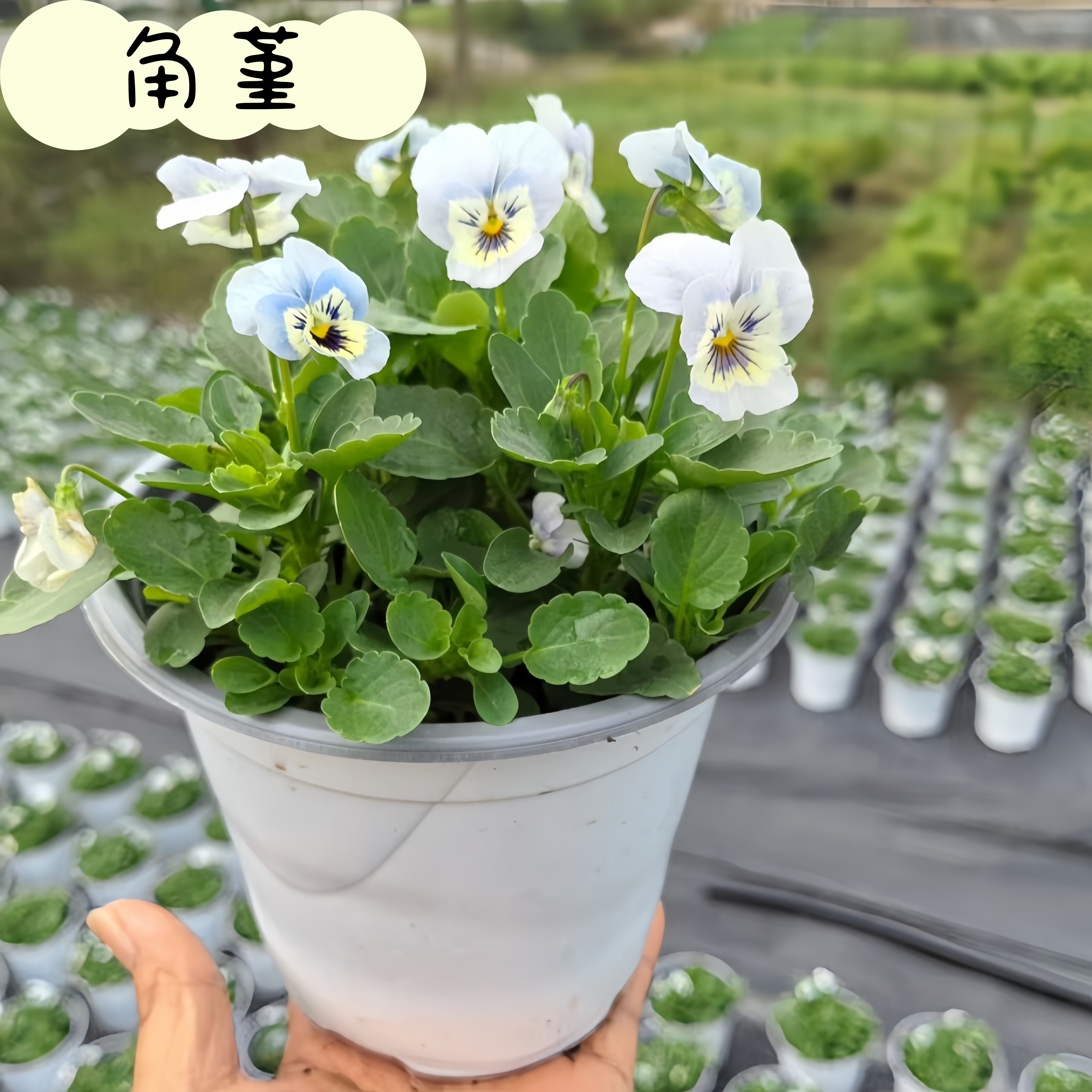 小兔子花苗角堇三色堇盆栽庭院阳台耐寒花期长好养易活冬季小花苗